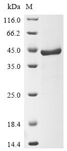 Fructose-bisphosphate aldolase C (ALDOC), human, recombinant