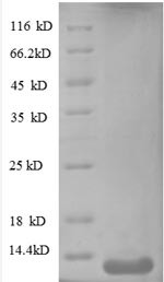 C-X-C motif chemokine 10 (CXCL10), human, recombinant