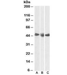 Anti-CD27