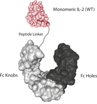 IL-2 (mouse) (monomeric):Fc-KIH (human) (rec.)