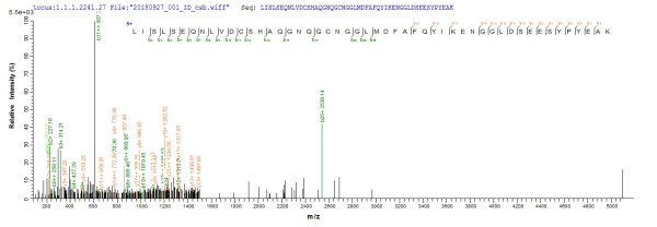 Cathepsin L1 (Ctsl1), partial, mouse, recombinant