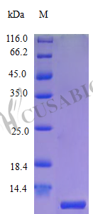 C-X-C motif chemokine 10 protein (CXCL10) (Active), human, recombinant