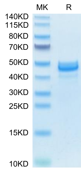 Mouse AREG Protein