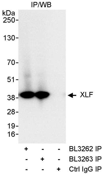 Anti-XLF