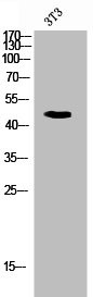 Anti-CD47