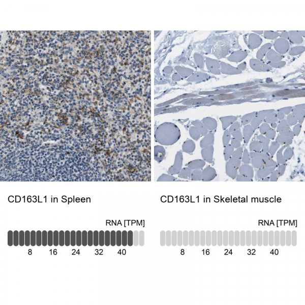 Anti-CD163L1