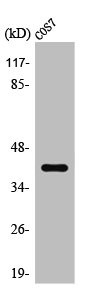 Anti-HTR1F