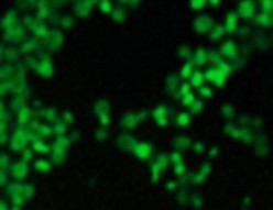 Anti-dimethyl-Histone H3 (Lys9)