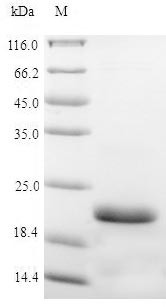 Vasopressin V2 receptor (AVPR2), partial, swine, recombinant