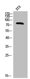 Anti-Phospho-PRKCA (T638)