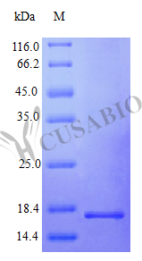 Interferon gamma protein (IFNG) (Active), human, recombinant