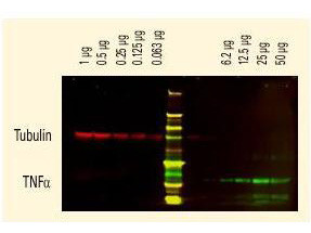 Anti-GFP (Min X Hu Ms and Rt Serum Proteins), DyLight 680 conjugated
