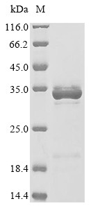 High mobility group protein B1 (Hmgb1), rat, recombinant