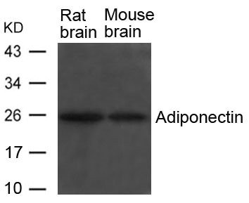 Anti-ADIPOQ