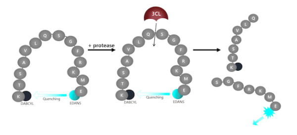 3CL Protease (T21I, E166V) (SARS-CoV-2) Assay Kit