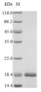 T-cell surface glycoprotein CD3 epsilon chain (CD3E), partial, human, recombinant