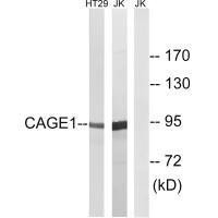 Anti-CAGE1