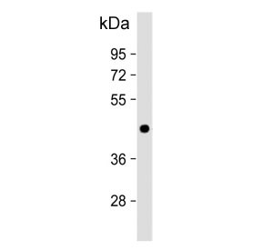 Anti-ADIPOR1 / Adiponectin receptor 1