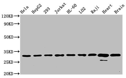 Anti-VDAC1 Recombinant Monoclonal, clone 3A1