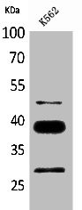 Anti-CD1D