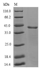 Gamma-aminobutyric acid receptor-associated protein-like 1 (GABARAPL1), human, recombinant