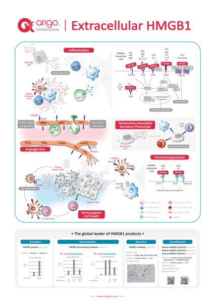 Extracellular HMGB1 Poster