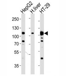 Anti-HGFR (MET), clone 4AT247