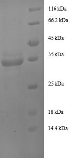 Insulin-like growth factor I (Igf1), rat, recombinant