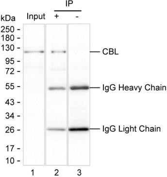 Anti-CBL