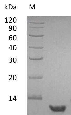 Pro-epidermal growth factor (EGF), partial (Active), human, recombinant