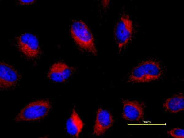 Cell Navigator(TM) TMR Ceramide Golgi Staining Kit *Red Fluorescence*