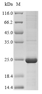 Cytochrome P450 2C9 (CYP2C9), human, recombinant