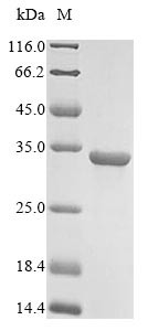 Pro-glucagon (GCG), partial, human, recombinant