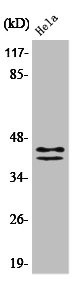 Anti-Phospho-MAPK3/MAPK1 (Y204)