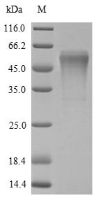 Trypsin-4 (Try4), rat, recombinant