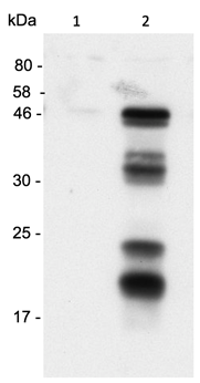 Anti-Caspase-1 (p20) (human), clone Bally-1