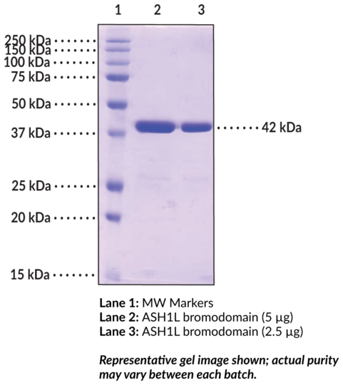 ASH1L bromodomain (human, recombinant)