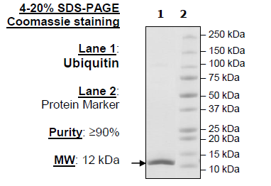 Ubiquitin, His-Avi-Tag, Biotin Labeled