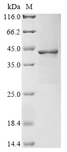 D-alanine--D-alanine ligase (ddl), Staphylococcus aureus, recombinant