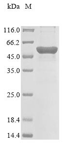 Beta-hexosaminidase subunit beta (HEXB), human, recombinant