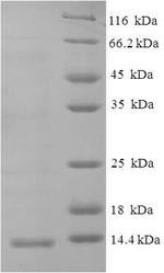 C-X-C motif chemokine 10 (CXCL10), Macaca mulatta, recombinant