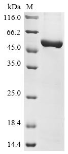 Nicotinamide phosphoribosyltransferase (Nampt), mouse, recombinant