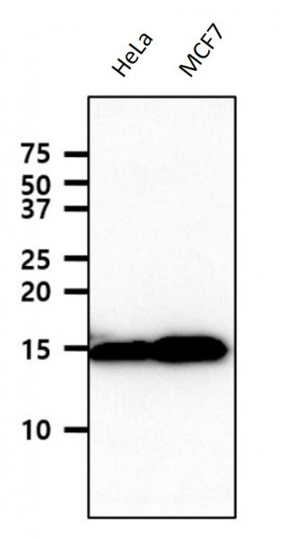 Anti-FIS1 / TTC11, clone 3B7