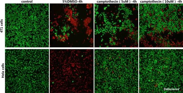 Calcein-AM/PI Double Staining Kit