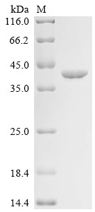 Annexin A5 (Anxa5), mouse, recombinant