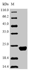 Interleukin-10 (IL10), Macaca mulatta, recombinant