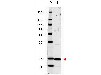 Anti-Interleukin-17A (IL-17A), Biotin conjugated
