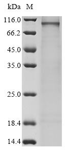 Semaphorin-3G (SEMA3G), human, recombinant