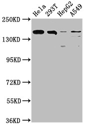 Anti-BRD4 Recombinant Monoclonal, clone 1E5