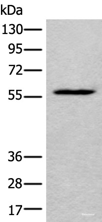 Anti-LDHD